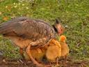 Trying to squeeze them all under her and her wings to keep them warm.